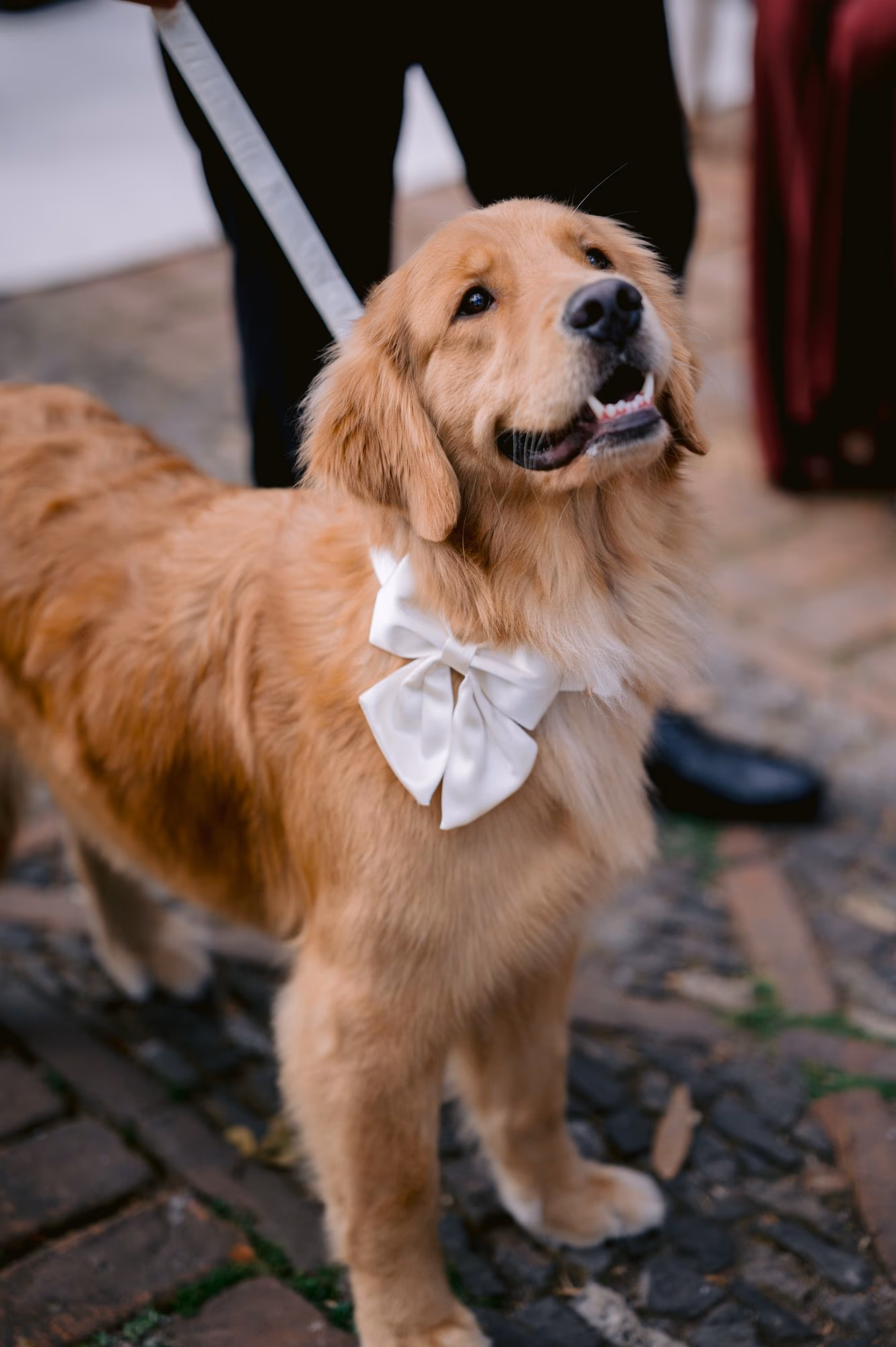 Close-up of Nala the golden retriever wearing an oversized white satin bow, ready to carry the wedding rings down the aisle.
