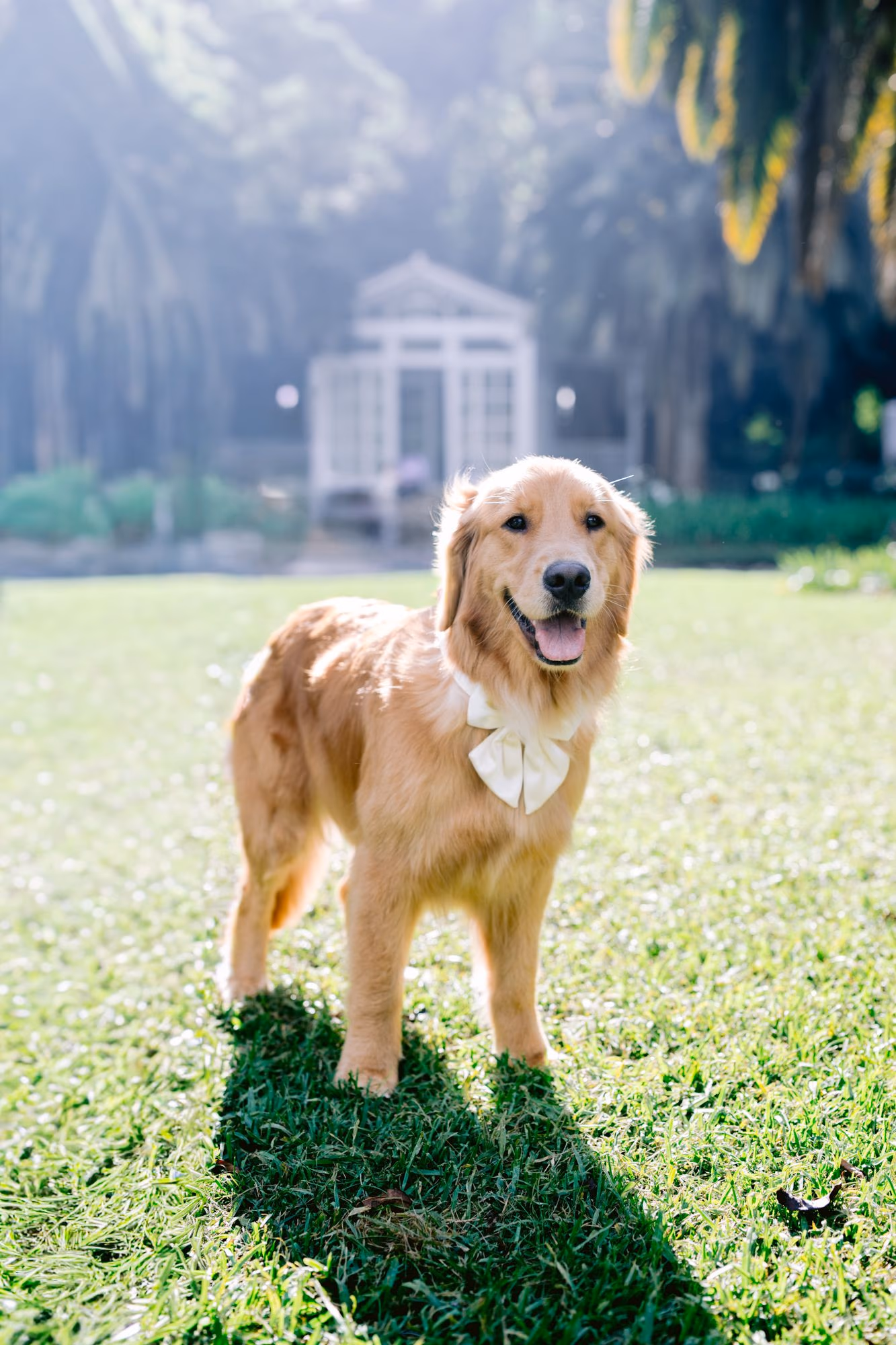 Solo portrait of Nala the golden retriever in her white satin bow on the sunlit lawn at Villa Bokeh.